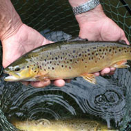 Typical Teifi Brown Trout